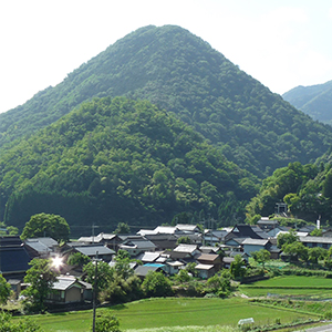 こんにゃく糊付け加工風景